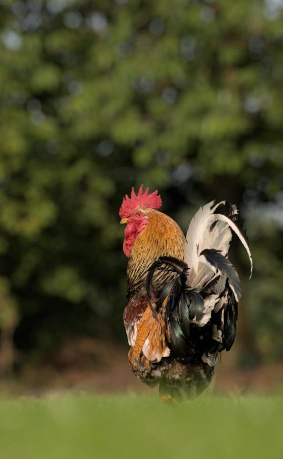 Friesenparadies Fri-Suedliches Friesland Bockhorn  Zewnętrze zdjęcie