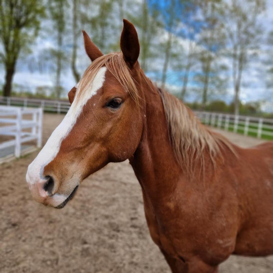 Friesenparadies Fri-Suedliches Friesland Bockhorn  Zewnętrze zdjęcie