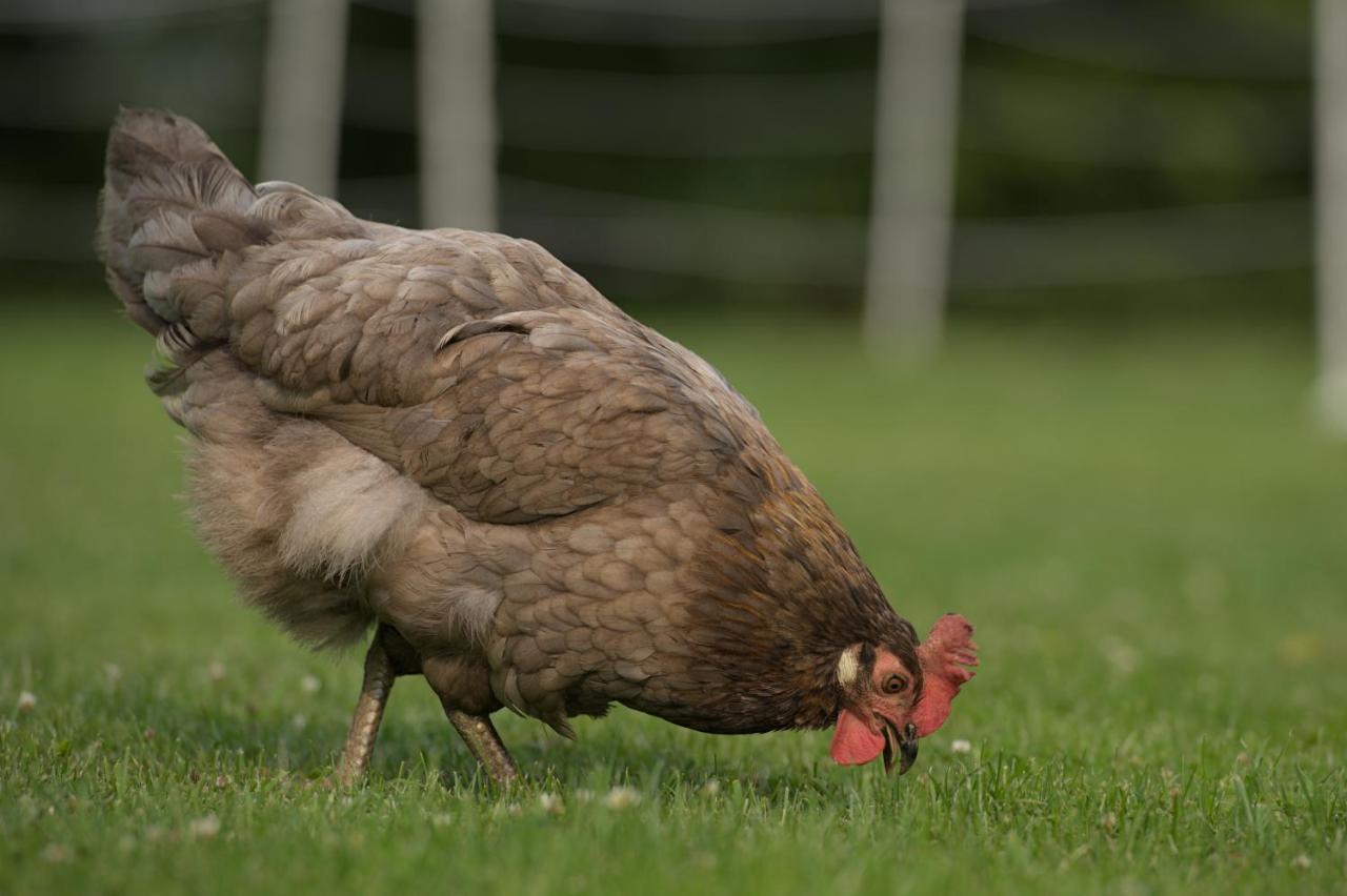 Friesenparadies Fri-Suedliches Friesland Bockhorn  Zewnętrze zdjęcie