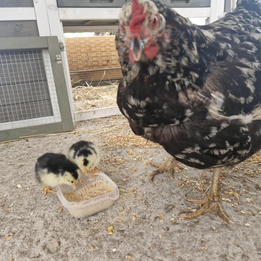 Friesenparadies Fri-Suedliches Friesland Bockhorn  Zewnętrze zdjęcie